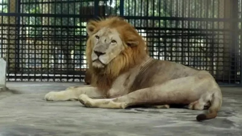 মিরপুর চিড়িয়াখানা থেকে পালাল সিংহ